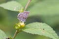 LYCAENIDAE, Leptotes